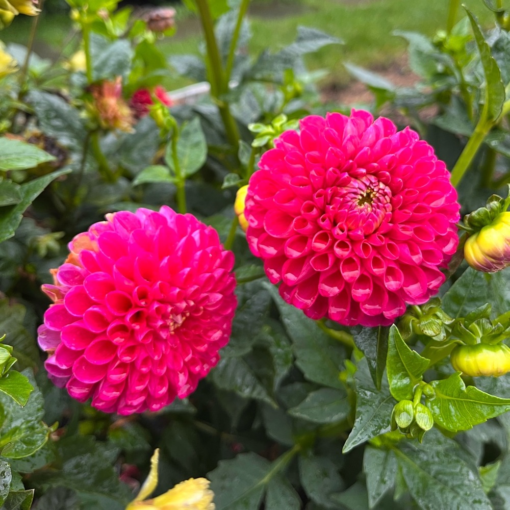 Meet your Posher, Makayla